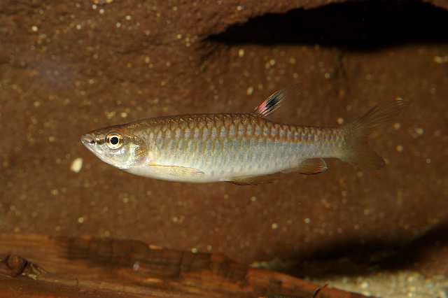 FH_ZA_2460(Pyrrhulina filamentosa).jpg